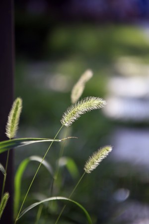 green wild grass in the afternoon back-lighting