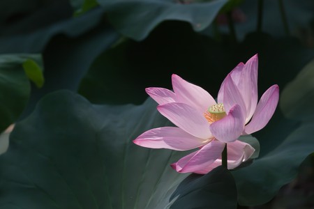 close-up of lotusの写真素材