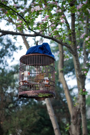 one bird in birdcage under a treeの写真素材