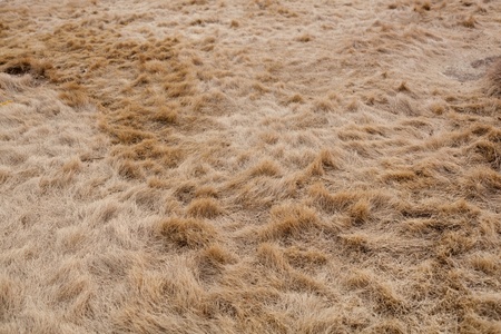 dry grass natural textured backgroundの写真素材