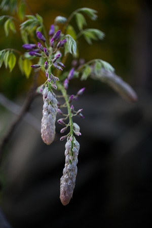 blooming wisteria in spring, chinaの写真素材