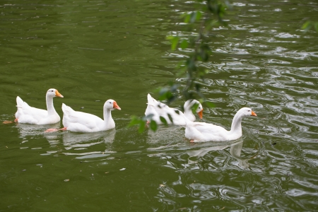 few white goose in the lake rippling water play and chaseの写真素材