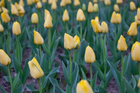 A flower garden of blossoming tulips in bloomの写真素材