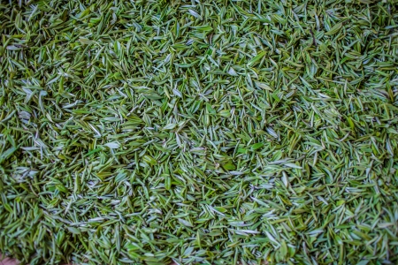 fresh green tea leaves full frame,drink deliciousの写真素材