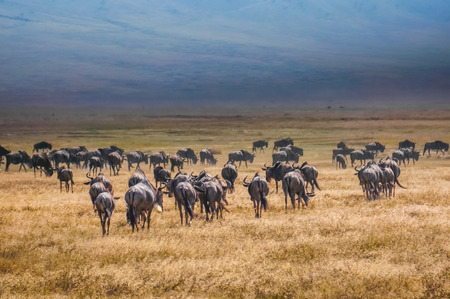  blue wildebeestの写真素材