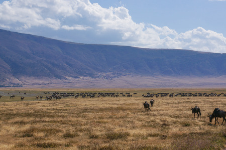  wildebeestの写真素材