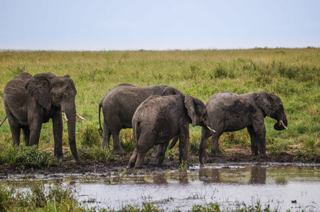  elephants standing in the muddy pool sideの写真素材