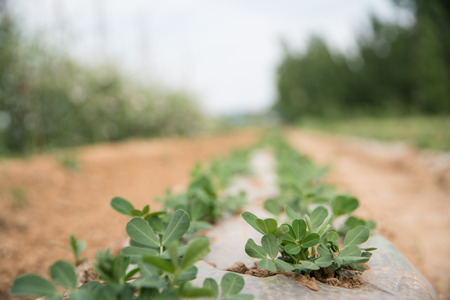 green vegetable garden in summerの写真素材