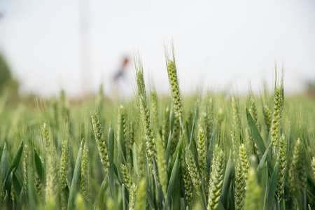 green wheat field and sunny day, outdoorsの写真素材