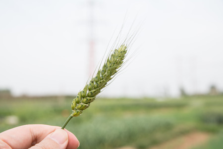 farmer hand wheat. field of wheat on background.の写真素材