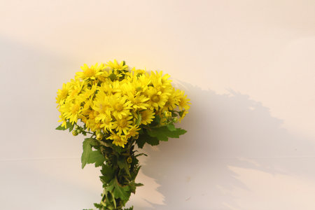 Beautiful chrysanthemumの写真素材