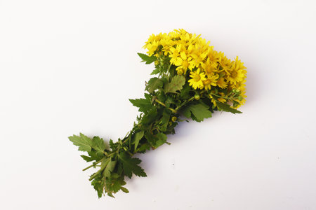 Beautiful chrysanthemumの写真素材