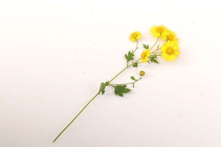 A beautiful wild chrysanthemum.の写真素材