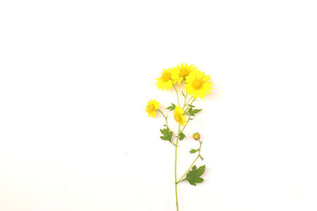 A beautiful wild chrysanthemum.の写真素材