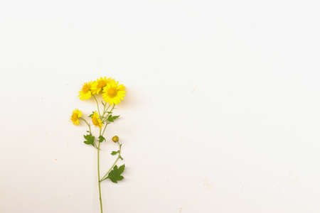A beautiful wild chrysanthemumの写真素材