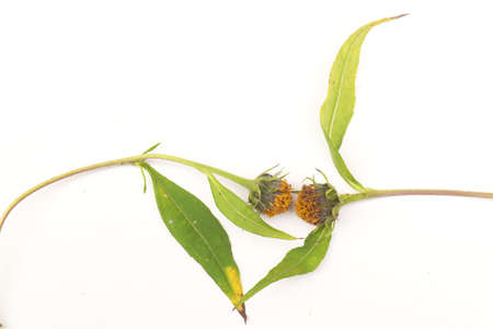 Two flowers kissing each other.の写真素材