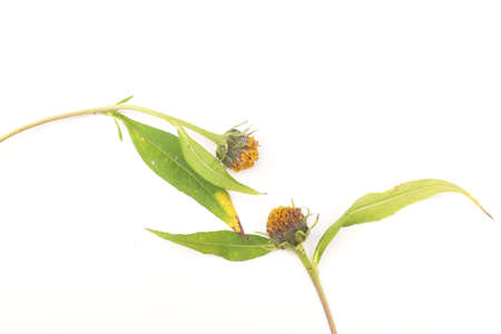 Two flowers hugging together.の写真素材