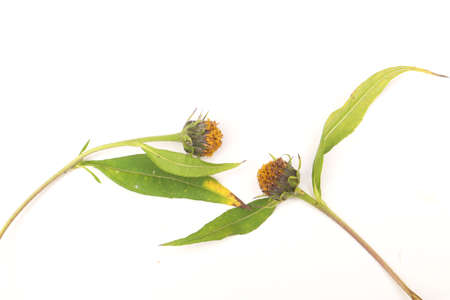 Two flowers running towards each otherの写真素材