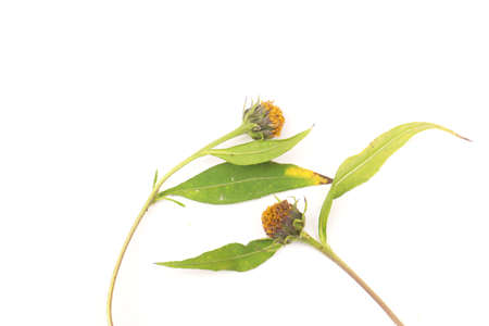 Two flowers that reunited after a long time.の写真素材