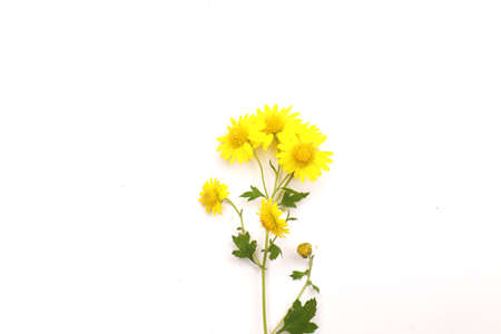 A beautiful wild chrysanthemum.の写真素材
