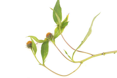 Two flowers in one piece.の写真素材