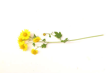 A beautiful wild chrysanthemum.の写真素材