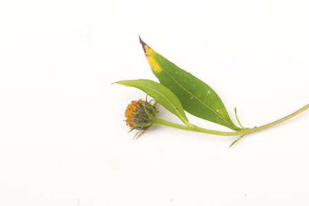 Missing the lover's flower.の写真素材