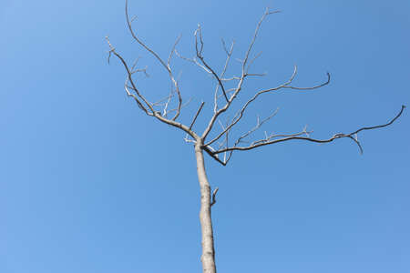A tree with fallen leaves under a blue sky in winter.の写真素材
