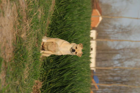 Labrador retriever lies on the green grass in the park.の写真素材