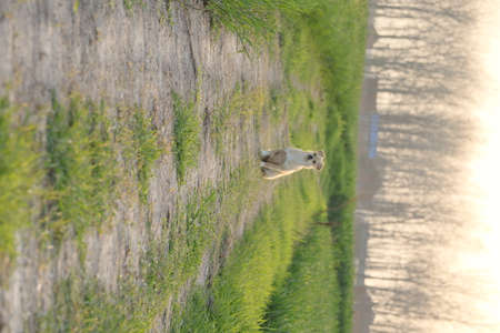 A dog in a green meadow on the background of the riverの写真素材