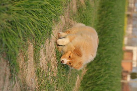 puppy lies on the grassの写真素材