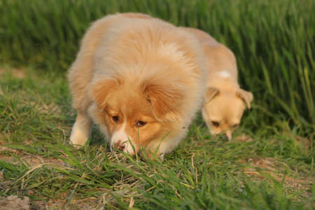Puppy playing on the grass.の写真素材
