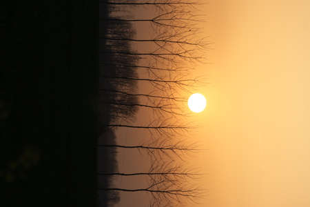 Sunset behind the trees in the city. Silhouettes of trees.の写真素材
