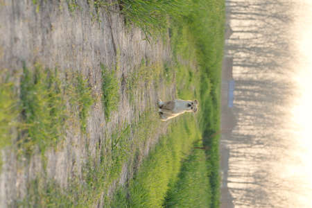 Dog running on the grass along the canal in the village. High quality photoの写真素材