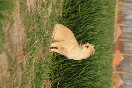 Labrador Retriever in the green grass of the park.の写真素材
