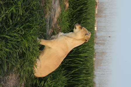 yellow labrador retriever lying down in the grass in the parkの写真素材