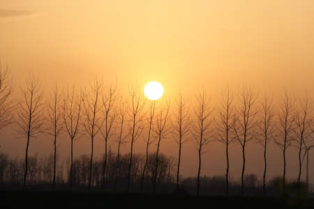 Sunset in the field with bare trees. The sun sets behind the trees.の写真素材