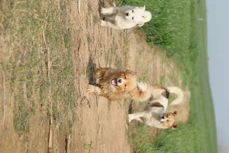 Dogs running in the park. Pet animals.の写真素材