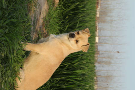 Labrador Retriever in the park. Labrador retriever on green grass.の写真素材
