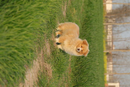 Dog lying on green grass. Beautiful red dog.の写真素材