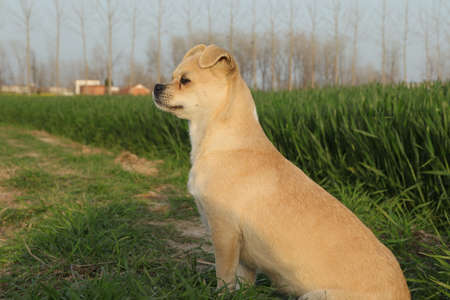 Cute yellow dog sitting on green grass in the meadow.の写真素材