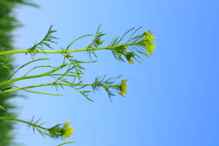 Green leaves of a plant against the blue sky. Natural background.の写真素材