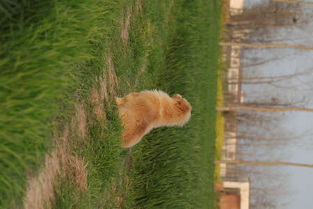 Cute ginger cat lying on the green grass.の写真素材