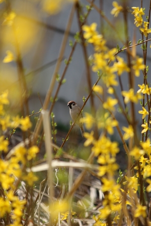 Forsythia and Sparrow (portrait)の写真素材