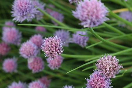 Purple flowers that looks fluffy