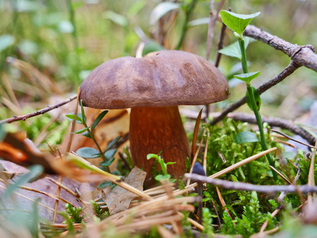 Edible mushroom in the forest