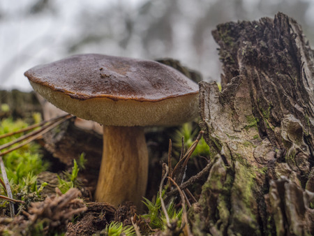 Mushroom growing through the root of the tree