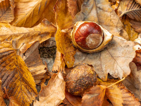 Chestnut in the parkの写真素材