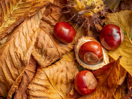 Autumn chestnutsの写真素材