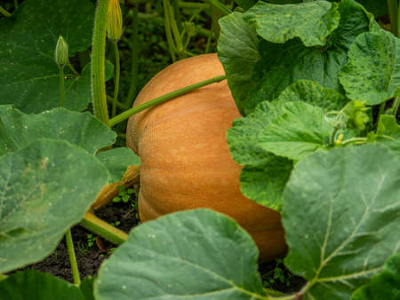 A large pumpkin in the garden ripens hidden behind leavesの写真素材